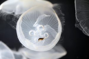 Boston Aquarium Jellyfish