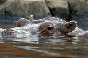 St Luis Zoo