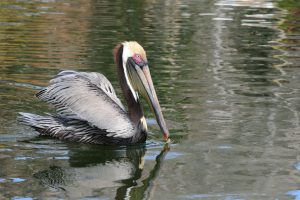 Florida Birds 2