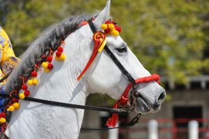 Beautiful Horses