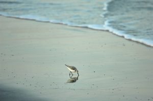 Birds in Cocoa Beach