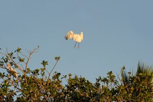 Birds in Flight