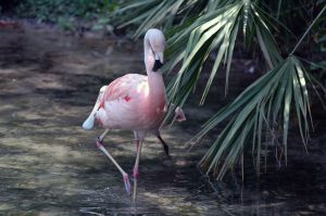 Brevard Zoo