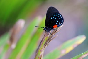 Butterfly Garden