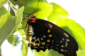 Butterfly World 1