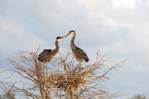 Everglades Baby Birds