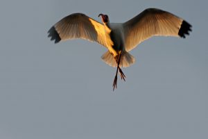 Everglades Birds 1