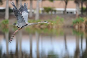 Everglades Birds 2