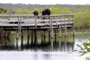 Everglades Birds Still Images 3