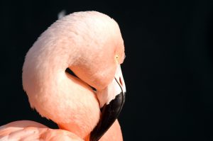 Everglades Birds Still Images 4