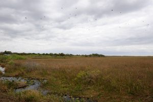 Everglades Landscapes