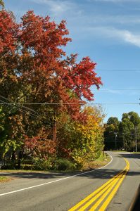 Fall Leaves