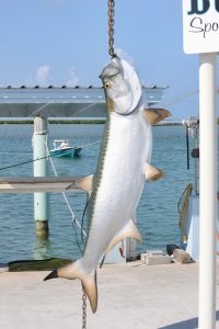 Fish and Things in the Keys