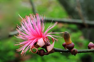 Flamingo Gardens