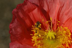 Flowers & Bees