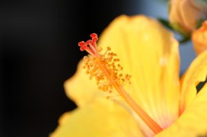 Greece Flowers