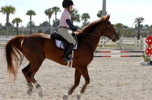 Horse Show Davie