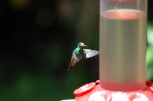 Humming Birds