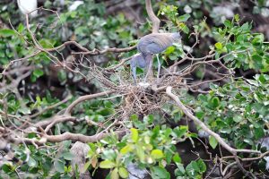 Long Key Birds