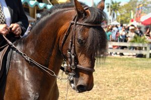 Miami Cattle Horse Show