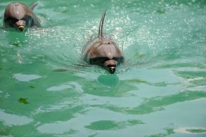 Miami Seaquarium Dolphins