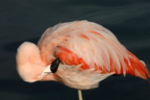 Miami Zoo Flamingos