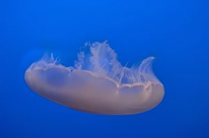 Monterey Bay Seaquarium