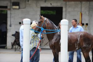 Paso Fino Horse Show