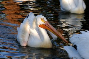 Pelicans