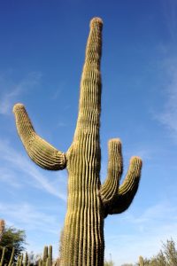 Phoenix Cactus