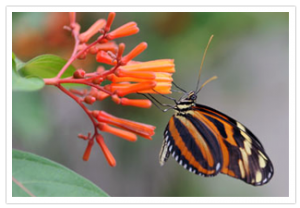 Florida, Pompano Beach – Butterfly World