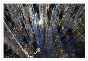 Florida – Everglades – Wildlife at Loxahatchee